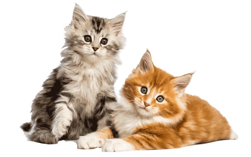 Cats-&-kittens