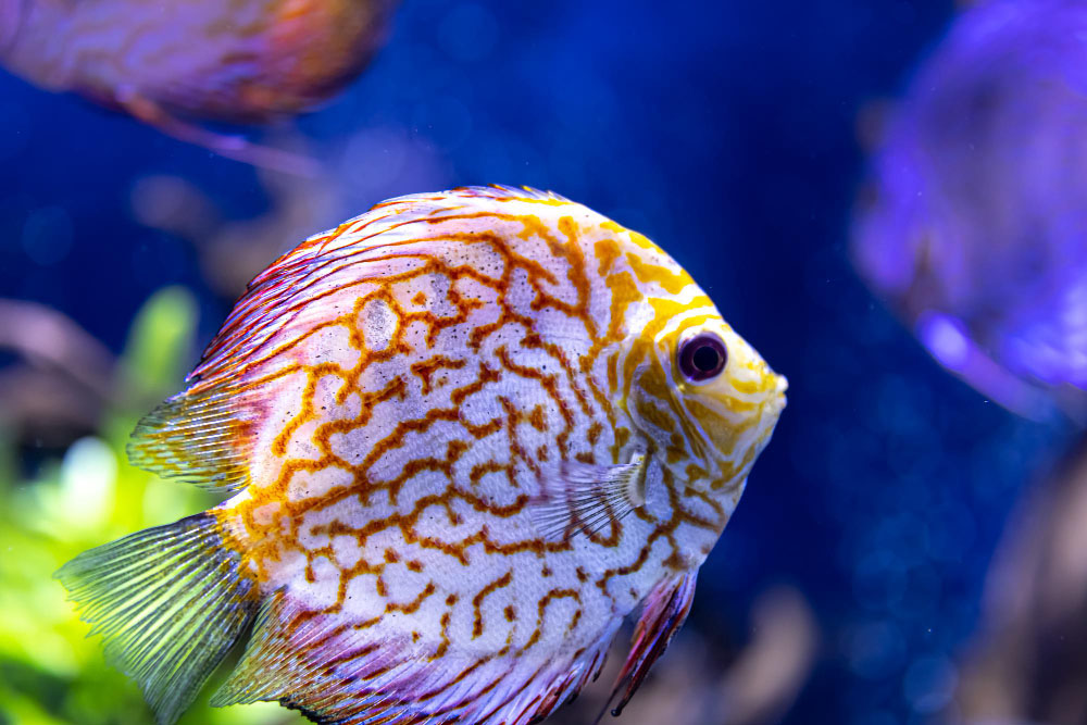 fish-aquarium